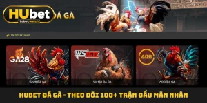 HUBET Đá Gà - Theo Dõi 100+ Trận Đấu Mãn Nhãn Mỗi Ngày