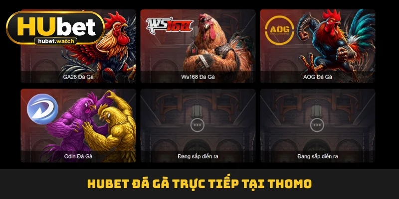 HUBET Đá Gà trực tiếp tại Thomo HUBET Đá Gà trực tiếp tại Thomo